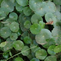 Hydrocotyle verticillata Thunb.